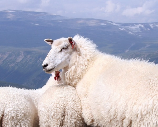 Sauer på fjellet